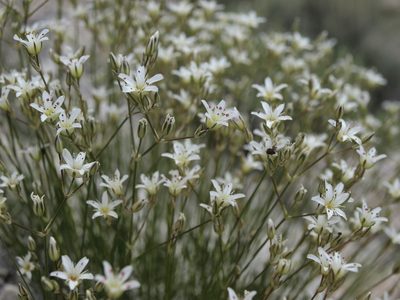 Eremogone ferrisiae, photographed by Jim Morefield