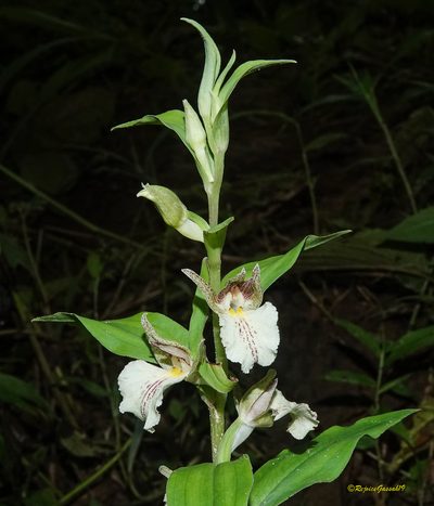 Brachycorythis helferi, photographed by Rejoice Gassah