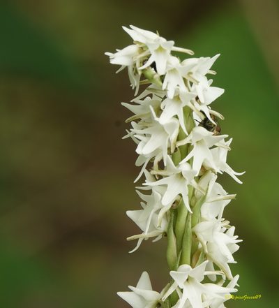 Peristylus constrictus, photographed by Rejoice Gassah