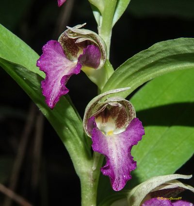 Brachycorythis helferi, photographed by Rejoice Gassah