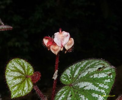 Begonia tripurensis, photographed by Rejoice Gassah