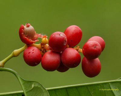 Gnetum gnemon, photographed by Rejoice Gassah