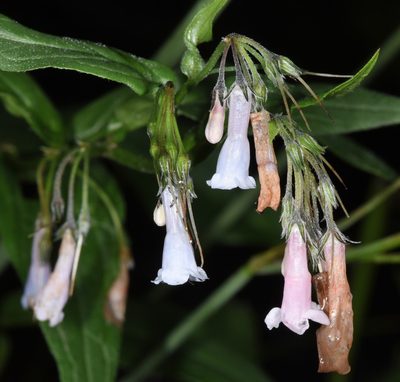 Mertensia franciscana, photographed by Don Loarie
