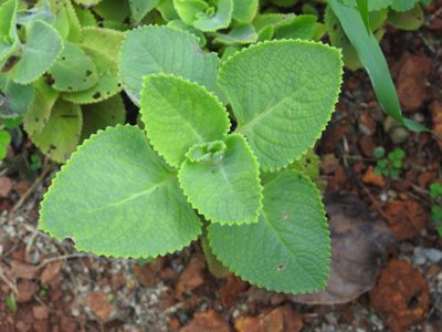 Coleus amboinicus, photographed by Manoj Karingamadathil