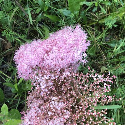 Filipendula rubra, photographed by Dan MacNeal