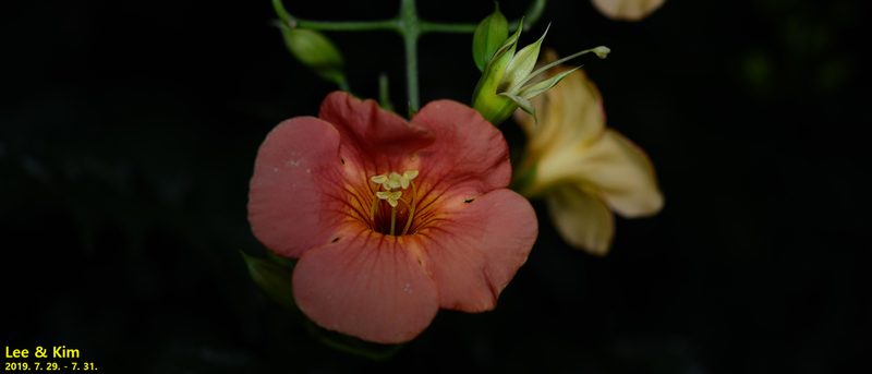 Campsis grandiflora, photographed by Kim, Hyun-tae
