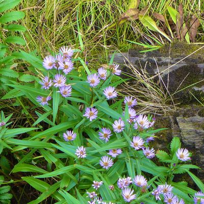 Symphyotrichum subspicatum, photographed by John Hibbard
