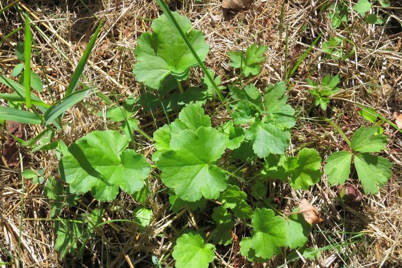 Heuchera chlorantha, photographed by Ed Alverson