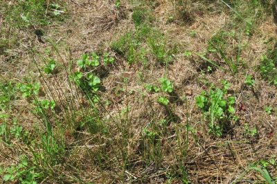Heuchera chlorantha, photographed by Ed Alverson