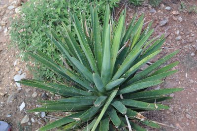 Agave karwinskii, photographed by Neal Kelso