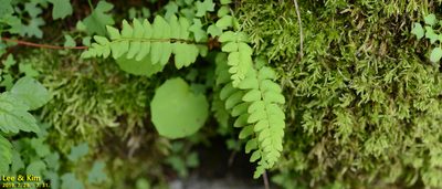 Woodsia polystichoides, photographed by Kim, Hyun-tae
