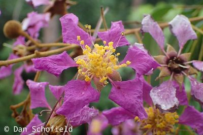 Lagerstroemia speciosa, photographed by Dan Schofield