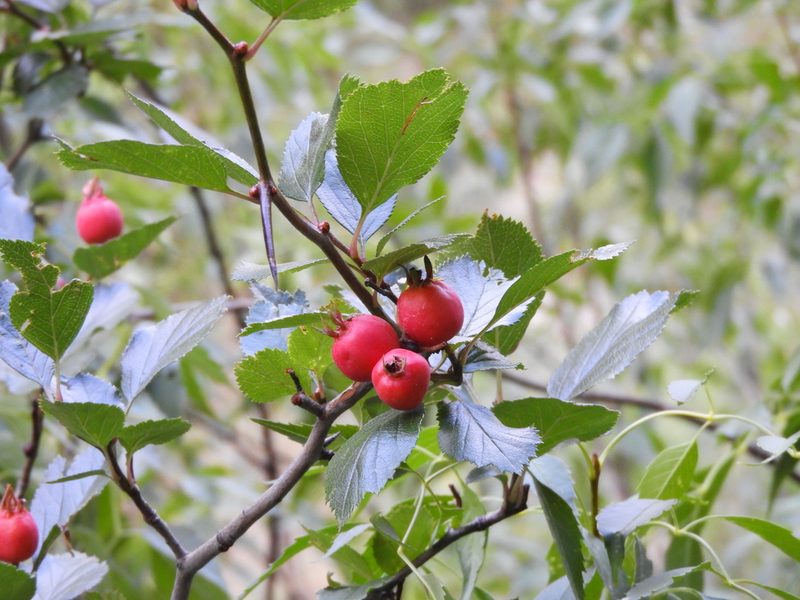 Crataegus baroussana, photographed by Leticia Jiménez Hernández
