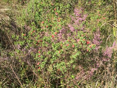Indigofera stricta, photographed by Tony Rebelo