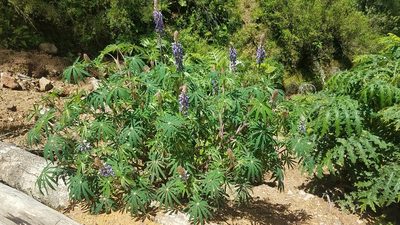 Lupinus montanus, photographed by Alan Rockefeller