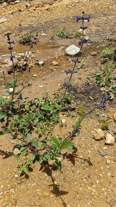 Salvia oblongifolia, photographed by Alan Rockefeller