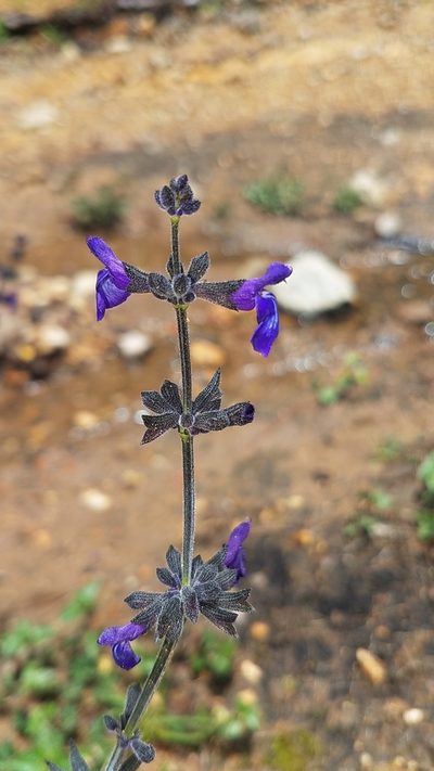 Salvia oblongifolia, photographed by Alan Rockefeller