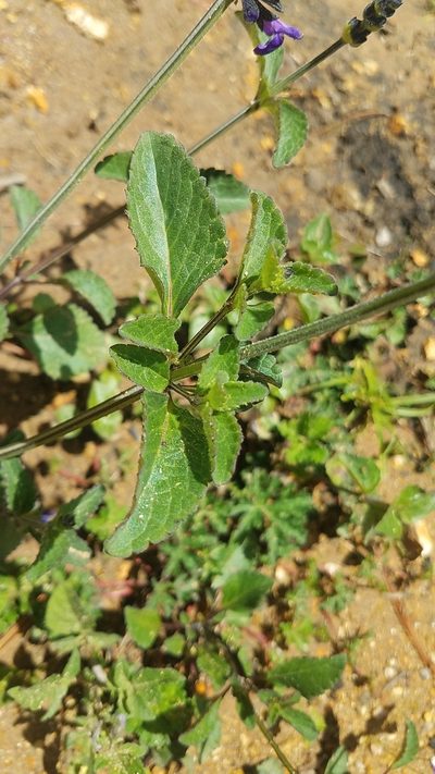 Salvia oblongifolia, photographed by Alan Rockefeller