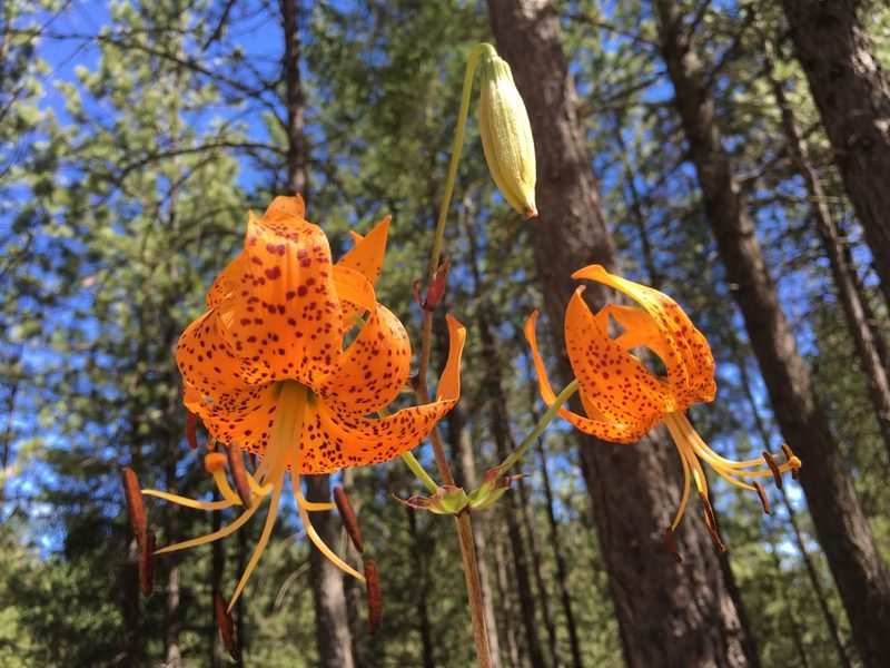 Lilium humboldtii, photographed by Leah Gardner