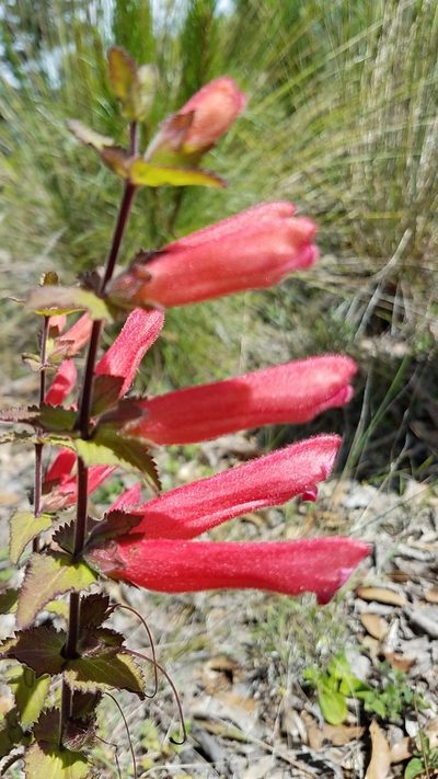 Lamourouxia rhinanthifolia, photographed by Alan Rockefeller