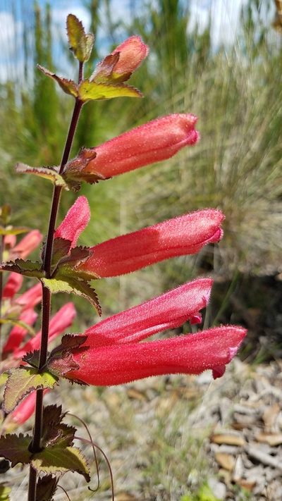 Lamourouxia rhinanthifolia, photographed by Alan Rockefeller