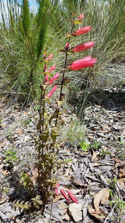 Lamourouxia rhinanthifolia, photographed by Alan Rockefeller