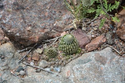 Orostachys thyrsiflora, photographed by Pavel Kacl