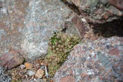 Orostachys thyrsiflora, photographed by Pavel Kacl