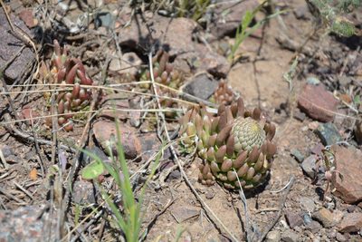 Orostachys thyrsiflora, photographed by Pavel Kacl