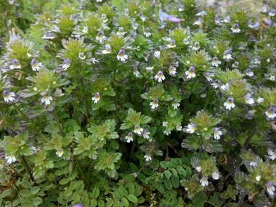 Euphrasia frigida, photographed by Kristof Zyskowski