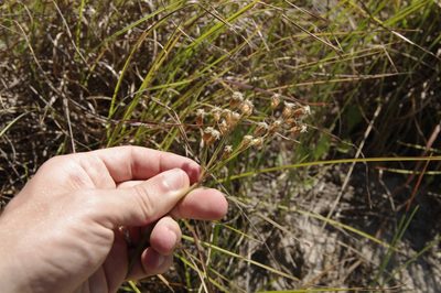 Fimbristylis spadicea, photographed by Eric Knight