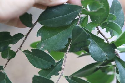 Putterlickia verrucosa, photographed by Tony Rebelo