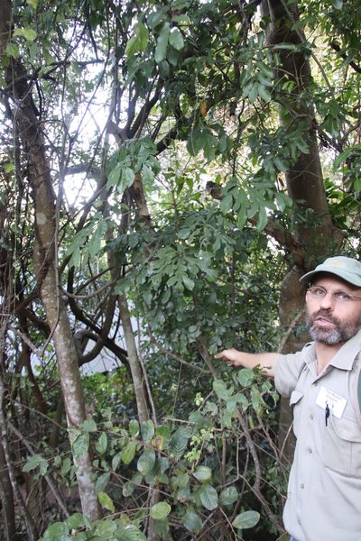 Cussonia zuluensis, photographed by Tony Rebelo