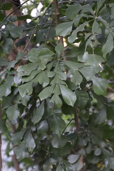 Cussonia zuluensis, photographed by Tony Rebelo