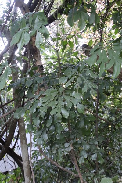 Cussonia zuluensis, photographed by Tony Rebelo