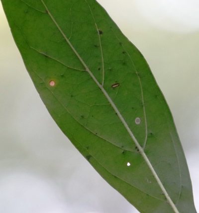 Pavetta lanceolata, photographed by Tony Rebelo