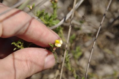 Stylosanthes viscosa, photographed by Eric Knight