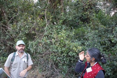 Diospyros villosa, photographed by Tony Rebelo
