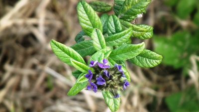 Afrolobium sericeum, photographed by Shaun Swanepoel