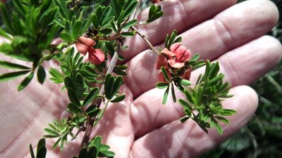 Indigofera stricta, photographed by Shaun Swanepoel