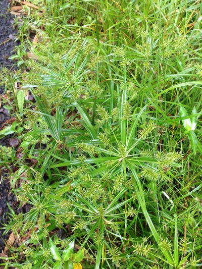 Cyperus meyenianus, photographed by Jake Gross