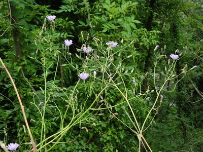 Lactuca macrophylla, photographed by Daniel Cahen