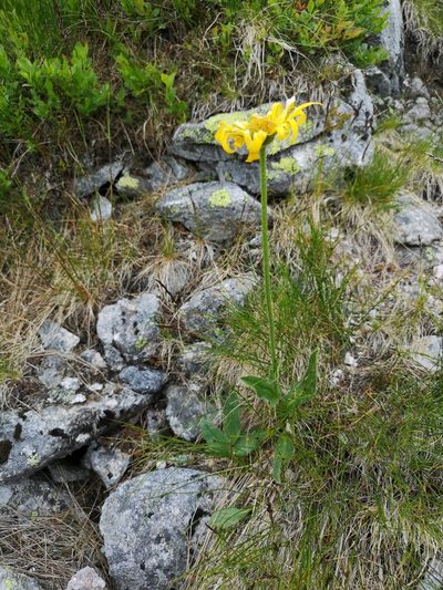 Doronicum clusii, photographed by Jens-Christian Svenning