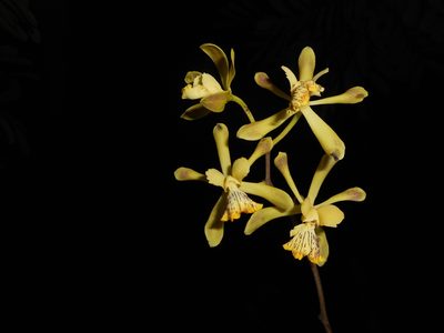 Encyclia alata, photographed by Julio Cesar Chavez Barrera