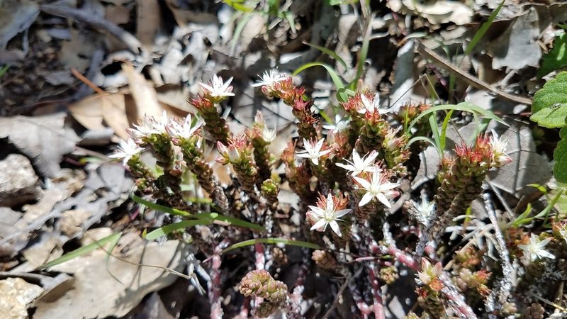 Sedum liebmannianum, photographed by Alan Rockefeller
