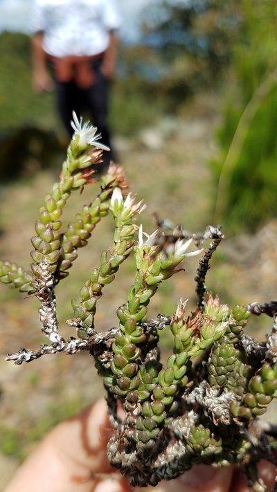Sedum liebmannianum, photographed by Alan Rockefeller