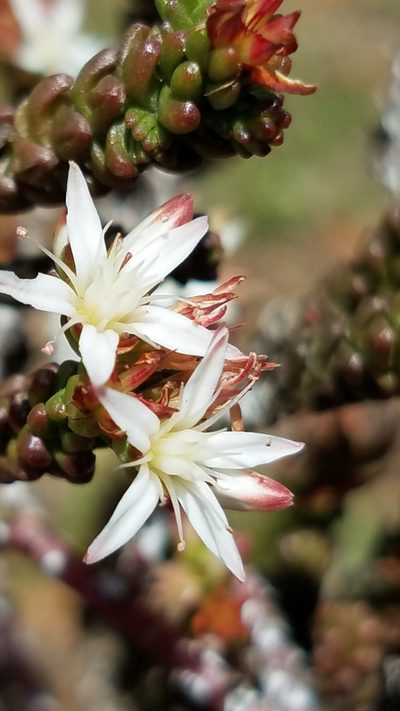 Sedum liebmannianum, photographed by Alan Rockefeller