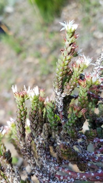 Sedum liebmannianum, photographed by Alan Rockefeller