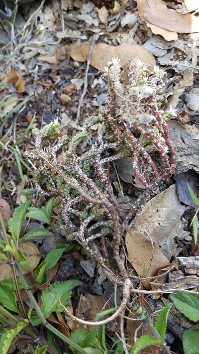 Sedum liebmannianum, photographed by Alan Rockefeller