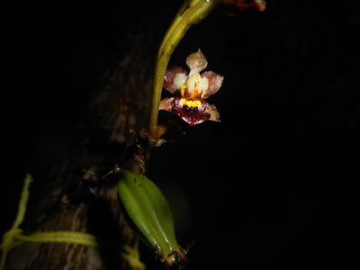 Trichocentrum lindenii, photographed by Julio Cesar Chavez Barrera